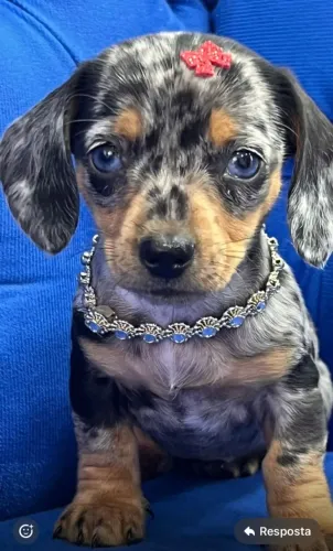 dachshund arlequim PRETO COM PRATA