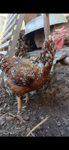 Ovos férteis. Galinha GSB 