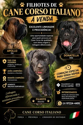 FILHOTES DE CANE CORSO ITALIANO À VENDA