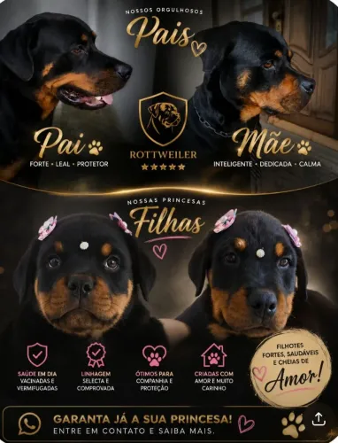 Femeas Filhotes de Rotweiller