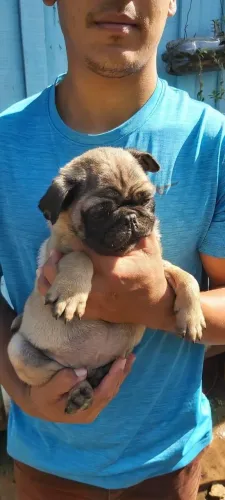 Pug,Pug Filhote Estrutura Perfeita Disponível