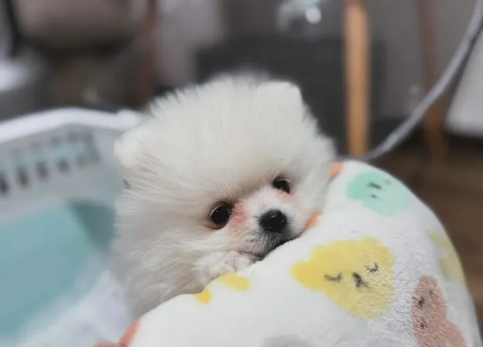 Cachorro Lulu da Pomerania Garantida Promoção Filhotes já prontos para entrega.