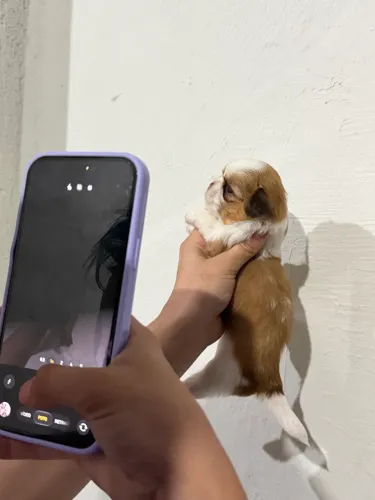Shihtzu filhote ( macho )