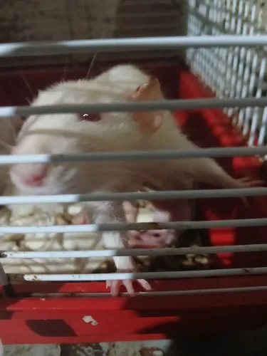Rato  branco