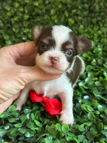 Chihuahua-Miniatura-Focinho curto e super charmosa