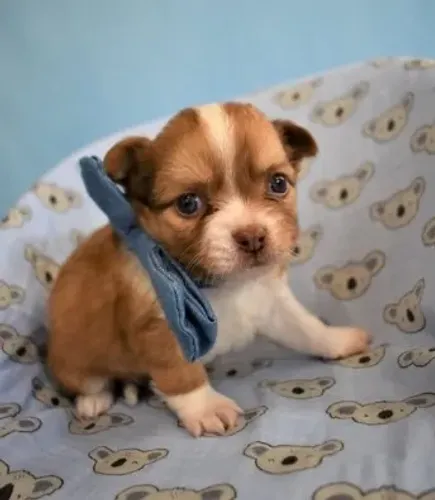 Chihuahua Fêmea White: A Fofura Que Vai Completar Sua Família!