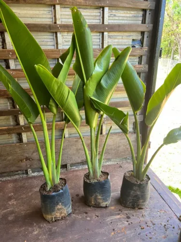 MUDAS DE RAVENALA ( ÁRVORE DO VIAJANTE )