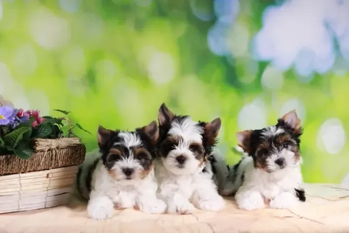 Biewer Terrier Macho Tricolor Cheio de Charme e Pronto para Seu Lar