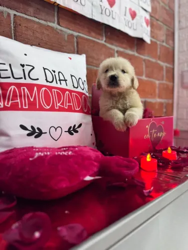 Filhote de Golden Retriever para alegrar seu dia!