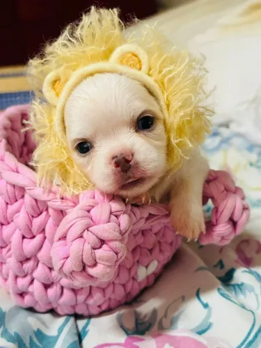 Chihuahua pelos longos miniaturinhas 