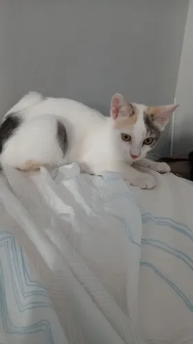 Doacao gata tricolor.