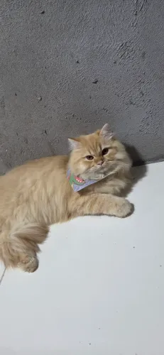 Gato persa