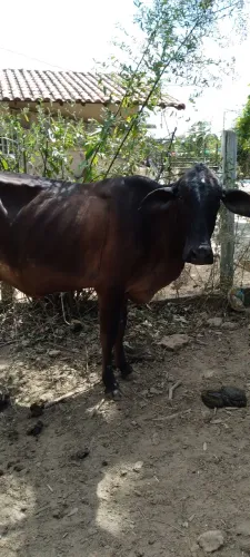 Vaca leiteira 