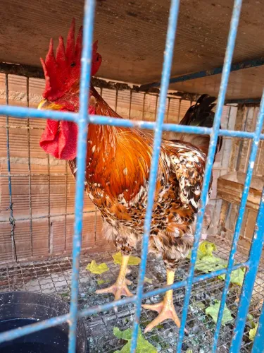 FRANGO GSB MIL FLORES