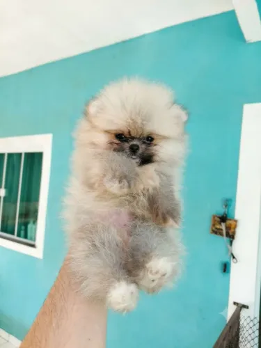 Femea lulu pomerania micro
