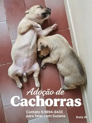 adoção raciado com Pitbull 