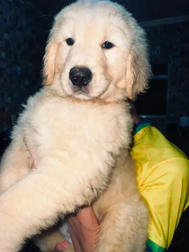 Golden Retriever- macho 
