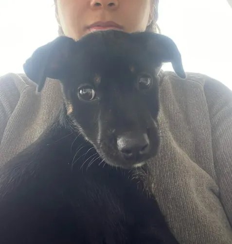 doa- se cachorro macho 2 meses misturado 