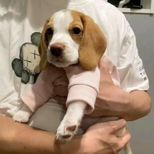 Filhote Beagle femea bom farejador
