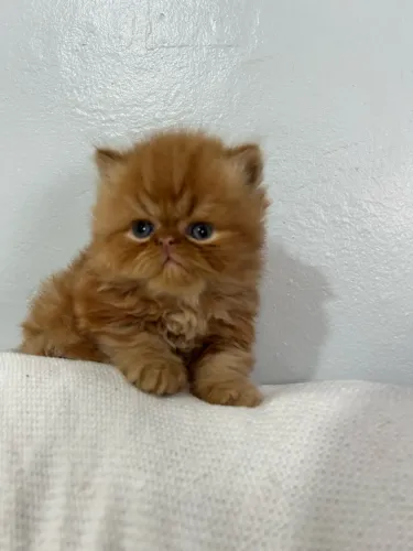 Gato persa 