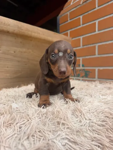 Dachshund fêmea chocolate