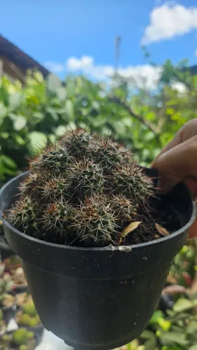Cacto Mammillaria