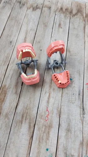 Modelos para estudo dentista