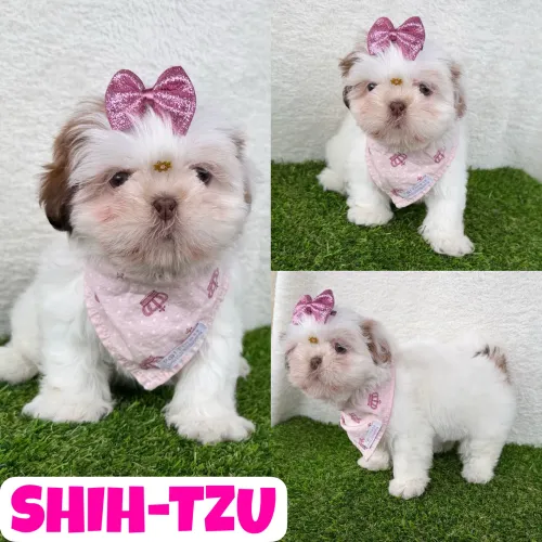 Lindíssima Fêmea de Shih-Tzu c/ Microchipe + Garantia + Parcelado 12x