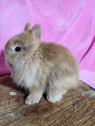 MACHO NETHERLAND DWARF 3 meses3 meses ANÃO|BLACK OTTER | 3 MESES | SUPER DÓCIL