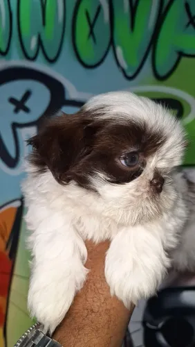 Shih-tzu