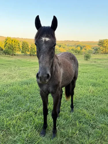 Potro (cavalo) Tordilho macho BH x PSI 11/11/24