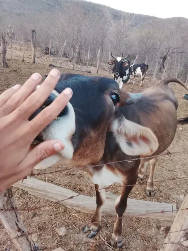 Vaca