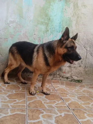Procurando namorada