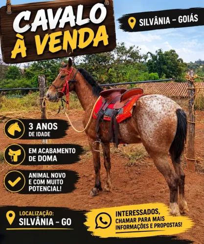 Vende-se potro apalusa