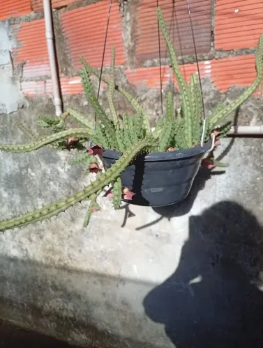 Plantas