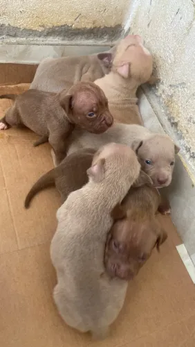 Vendo filhotes de pitmonster