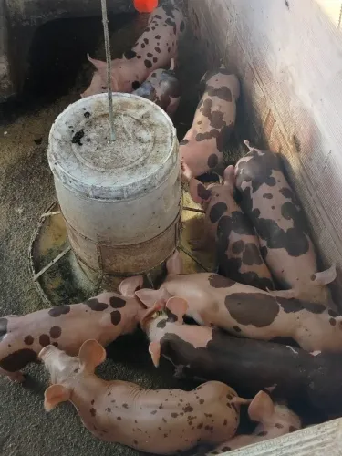 Leitão  pietran belga 