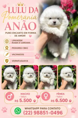 Lulu da pomerania anão 