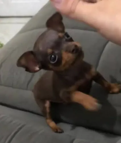 Lindos bebês Pinscher 0