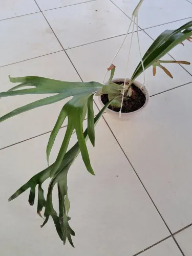Planta
