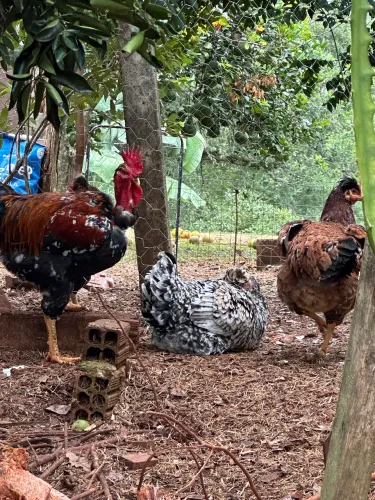 Galinha GSB