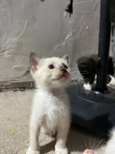 Gatinhos para adoção responsável