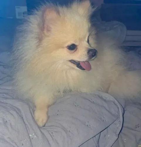 Procura se namorada meu nome é ted