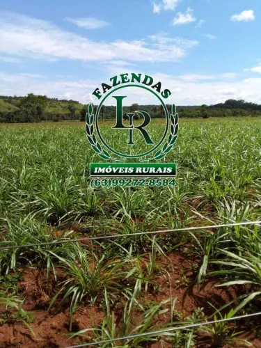 Fazenda 52 Alqueires Dupla Aptidão Região de Luzimangues