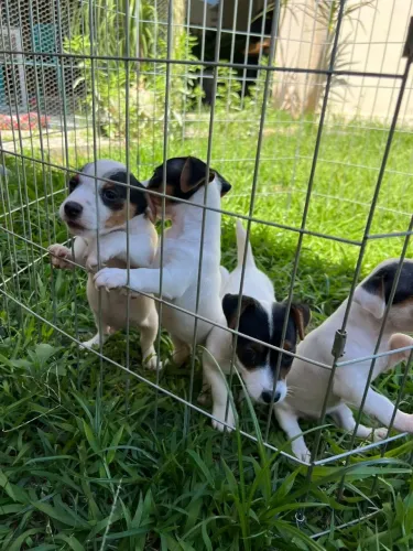 Jack russell