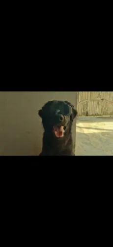 Procuro uma namorada pro meu cachorro 