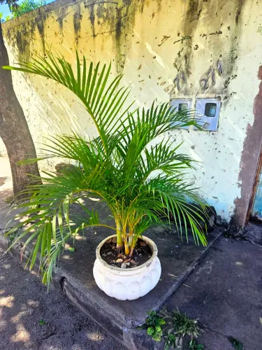 Palmeira Areca 