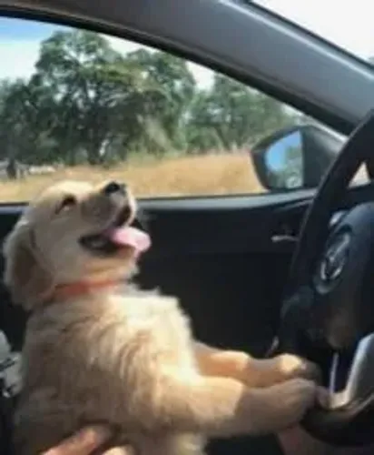 Golden Retriever O companheiro ideal para momentos ao ar livre