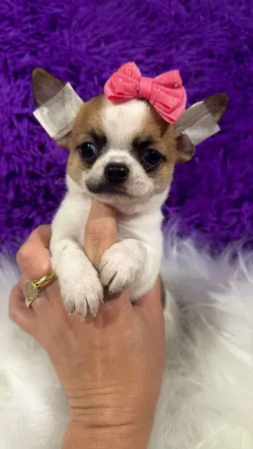 Chihuahua fêmea Pêlo curto. Fofura irresistível!