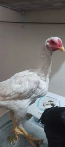 Raça chamo